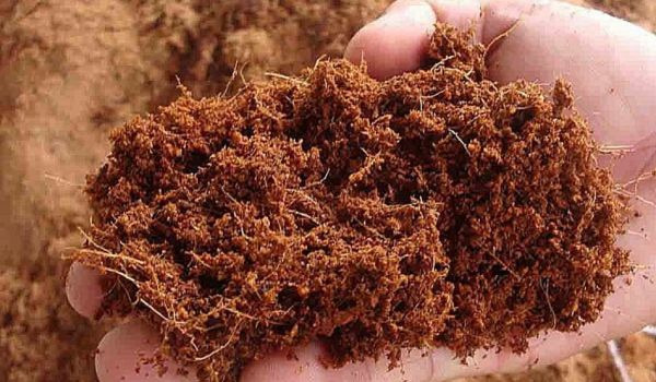 Keys Difference Between Cocopeat and Peat Moss