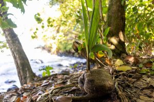 Indonesia Coconut Charcoal Producing Regions