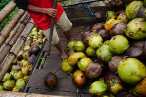 Indonesia Coconut Charcoal Producing Regions