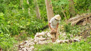 how coconut charcoal briquettes made